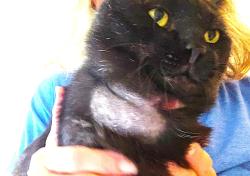 Lost Male Cat last seen W. Montfair Blvd, The Woodlands, TX 77382