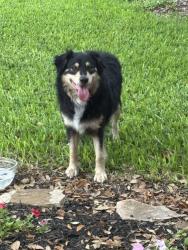 Found/Stray Unknown Dog last seen Highway 6 & Oilfield Rd , Missouri City, TX 77459
