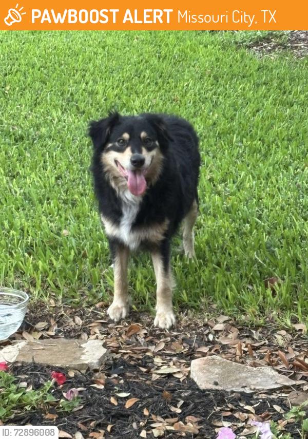Found/Stray Unknown Dog last seen Highway 6 & Oilfield Rd , Missouri City, TX 77459