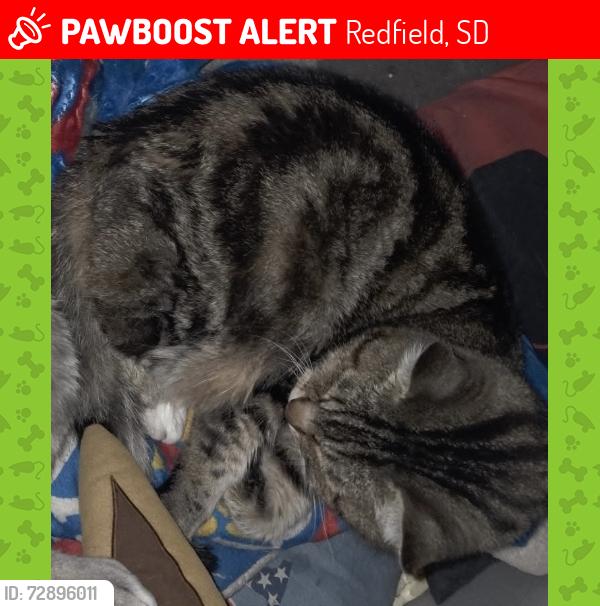 Lost Male Cat last seen Near US Hwy 212 W, Redfield, SD, Redfield, SD 57469