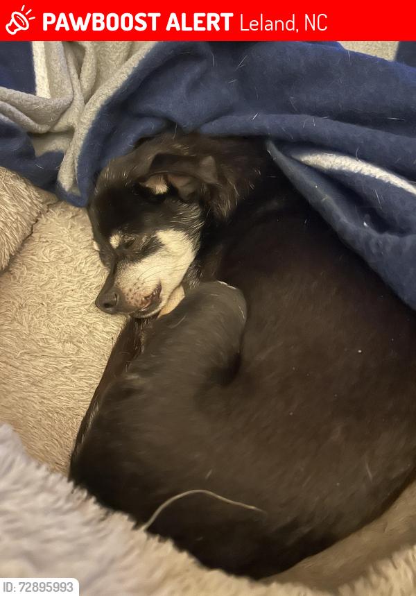 Lost Male Dog last seen Belshaw and annsdale , Leland, NC 28451