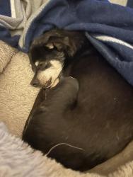 Lost Male Dog last seen Belshaw and annsdale , Leland, NC 28451