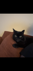 Reunited Female Cat last seen apmts , Charlotte, NC 28205