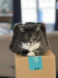 Lost Male Cat last seen Carter Rd and Midway Rd, Decatur, GA 30030