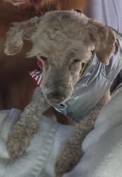 Lost Female Dog last seen Baldwin/Frazier, Baldwin Park, CA 91706