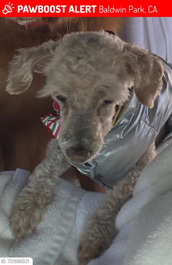 Lost Female Dog last seen Baldwin/Frazier, Baldwin Park, CA 91706