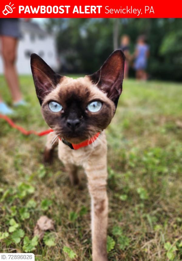 Lost Female Cat last seen Staghorn drive , Sewickley, PA 15143