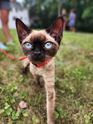 Lost Female Cat last seen Staghorn drive , Sewickley, PA 15143