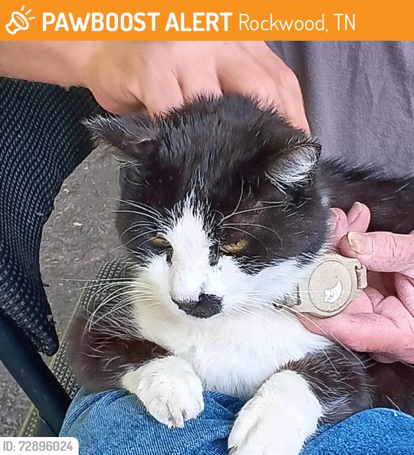 Found/Stray Male Cat last seen Ridgeview elementary school , Rockwood, TN 37854