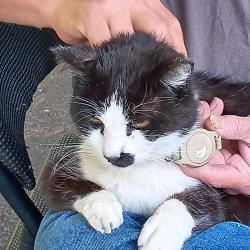 Found/Stray Male Cat last seen Ridgeview elementary school , Rockwood, TN 37854