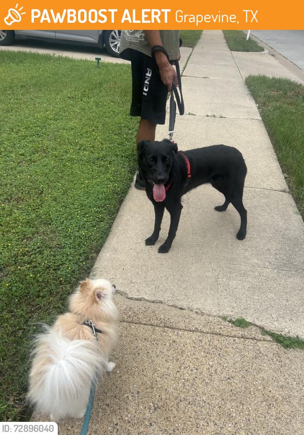Found/Stray Female Dog last seen Dove elementary, Grapevine, TX 76051