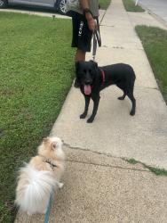 Found/Stray Female Dog last seen Dove elementary, Grapevine, TX 76051
