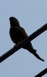 Found/Stray Unknown Bird last seen Church Ave & J street, Chula Vista, CA 91910