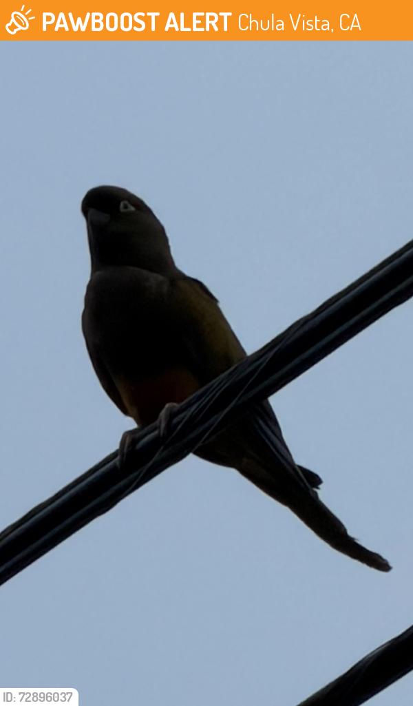 Found/Stray Unknown Bird last seen Church Ave & J street, Chula Vista, CA 91910