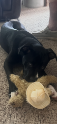 Found/Stray Male Dog last seen Larimer Avenue, Turtle Creek, Pa, Usa, Turtle Creek, PA 15145