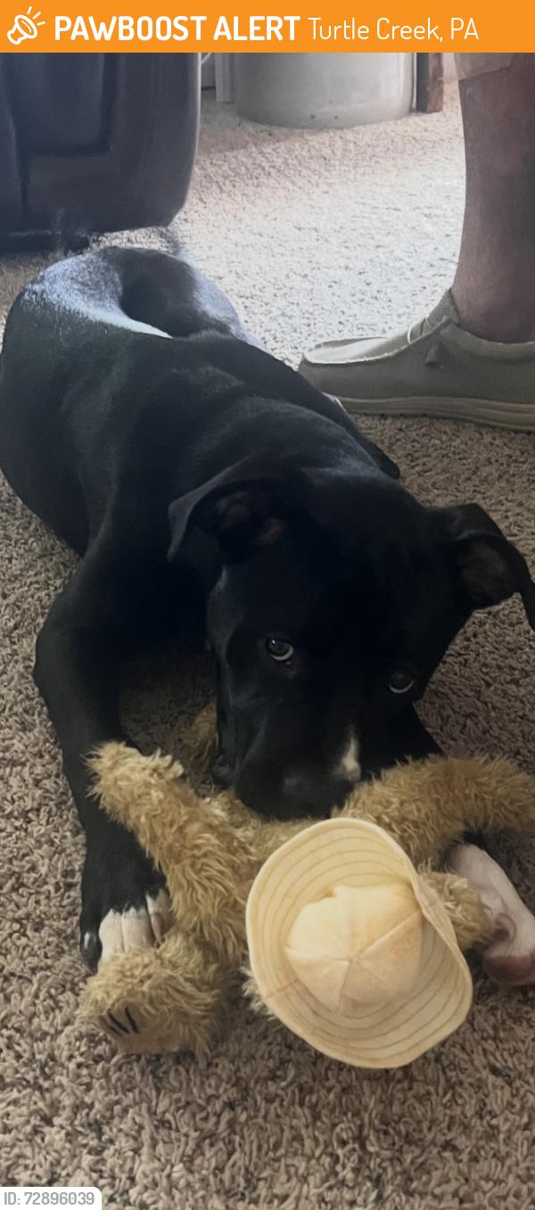 Found/Stray Male Dog last seen Larimer Avenue, Turtle Creek, Pa, Usa, Turtle Creek, PA 15145