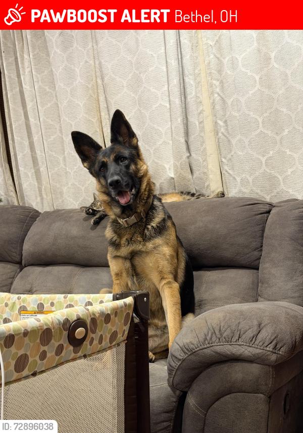 Lost Female Dog last seen Bethel or felicity , Bethel, OH 45106