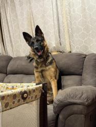 Lost Female Dog last seen Bethel or felicity , Bethel, OH 45106