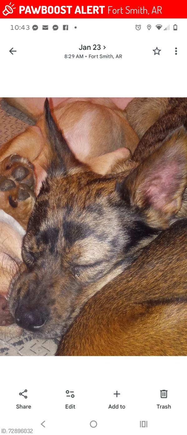 Lost Male Dog last seen Jenny Lind and cavanaugh rd , Fort Smith, AR 72908