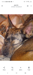 Lost Male Dog last seen Jenny Lind and cavanaugh rd , Fort Smith, AR 72908