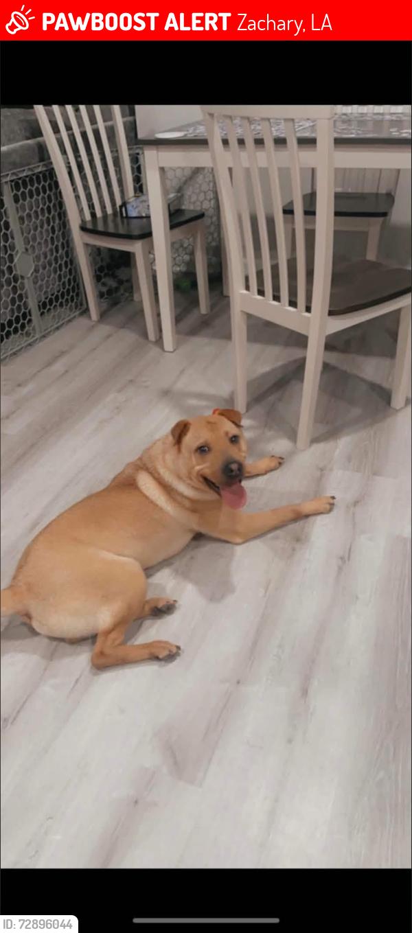 Lost Male Dog last seen Port Hudson pride road , Zachary, LA 70791