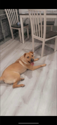 Lost Male Dog last seen Port Hudson pride road , Zachary, LA 70791