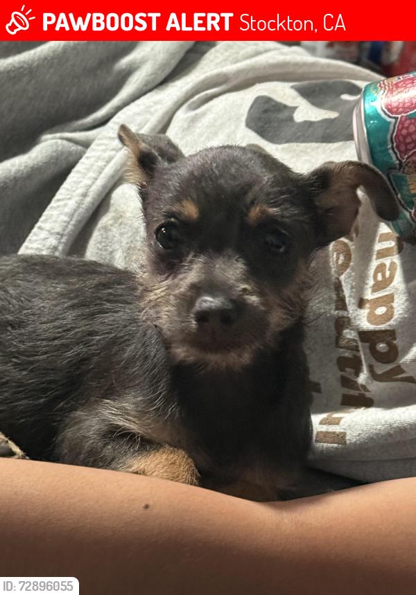 Lost Female Dog last seen Mattie Park, Eigth Street, Stockton, CA 95206