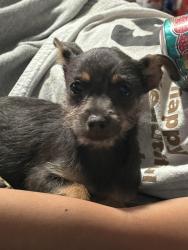 Lost Female Dog last seen Mattie Park, Eigth Street, Stockton, CA 95206
