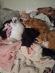 Lost Female Cat last seen Near s. Pacific coast highway , Redondo Beach, CA 90277
