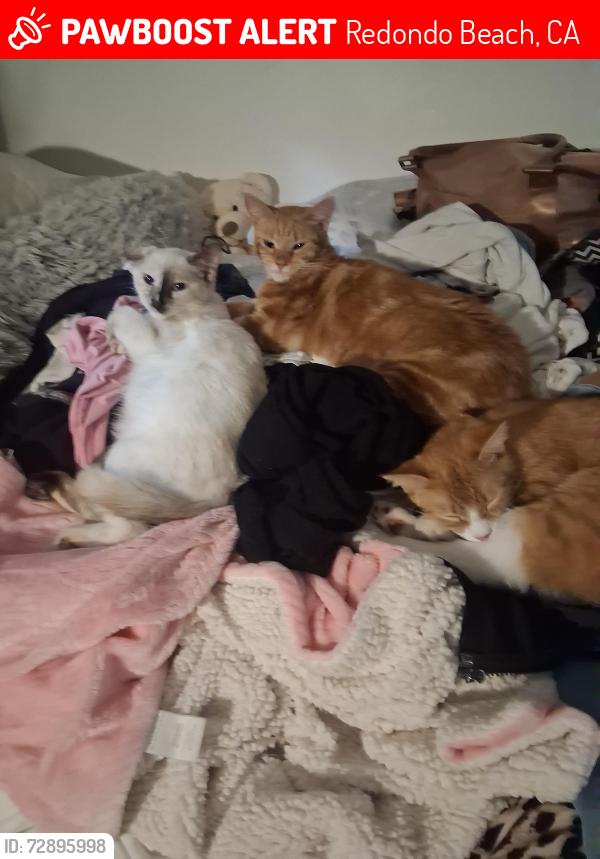 Lost Female Cat last seen Near s. Pacific coast highway , Redondo Beach, CA 90277