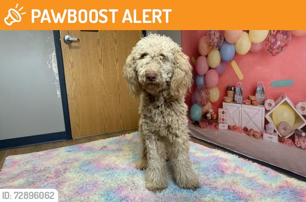 Found/Stray Male Dog last seen KAIT 8, Craighead County, AR 72401