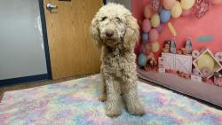 Found/Stray Male Dog last seen KAIT 8, Craighead County, AR 72401
