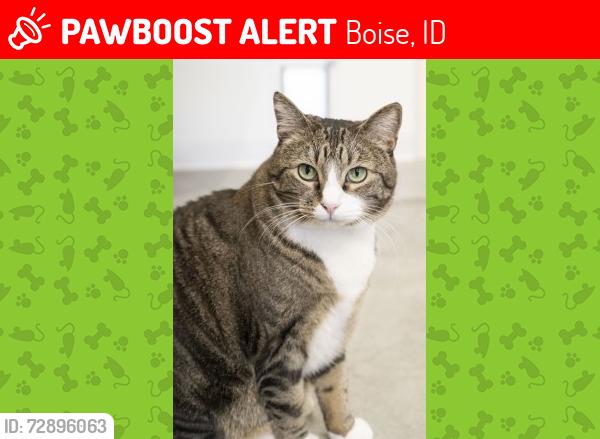 Lost Female Cat last seen E Lake Forest/E Grand Forest/Tulip/Hwy 21, Boise, ID 83716