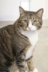 Lost Female Cat last seen E Lake Forest/E Grand Forest/Tulip/Hwy 21, Boise, ID 83716