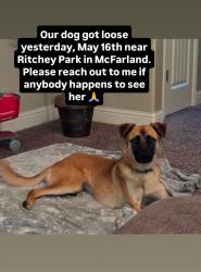 Lost Female Dog last seen Mast Ave, McFarland, McFarland, CA 93250