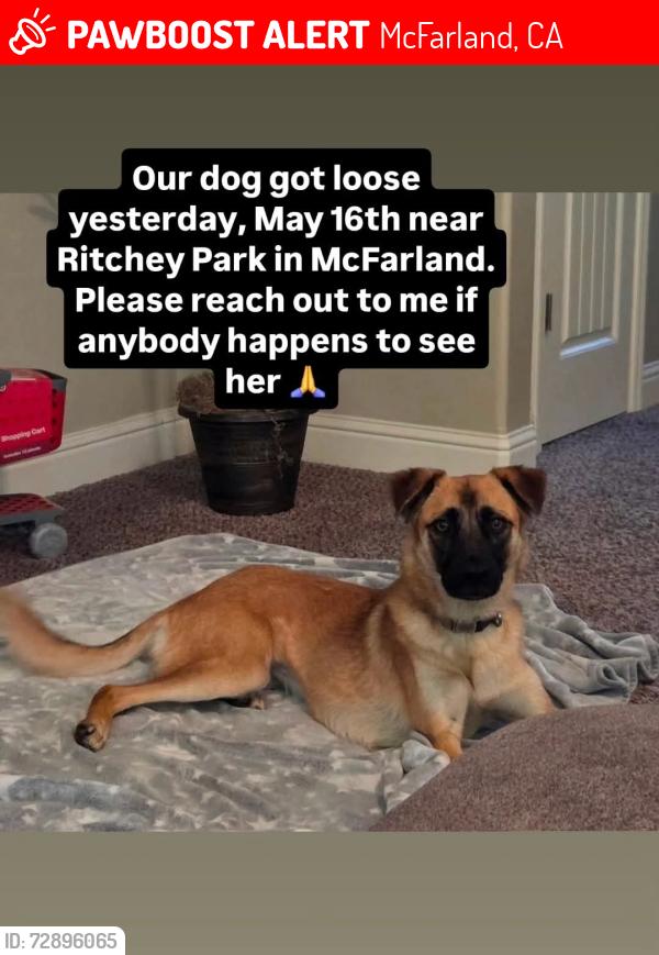 Lost Female Dog last seen Mast Ave, McFarland, McFarland, CA 93250