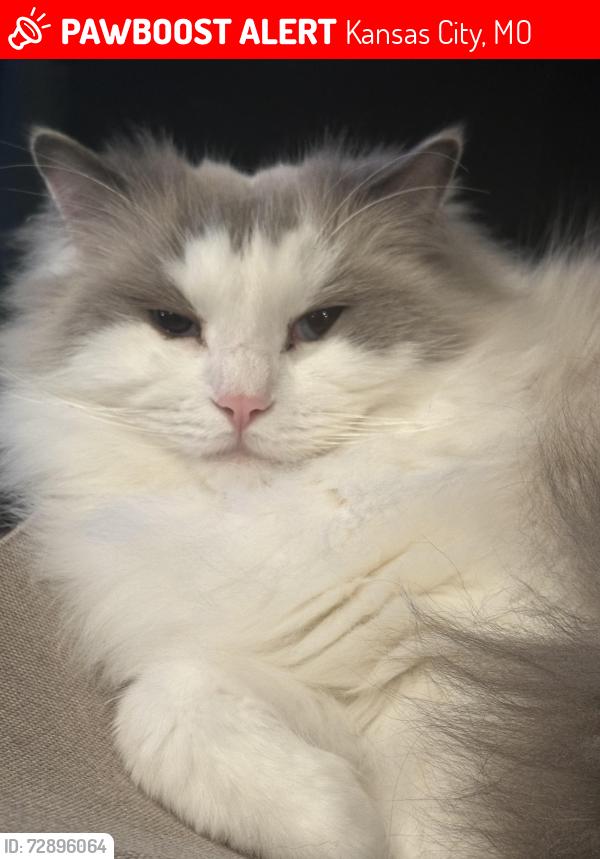 Lost Male Cat last seen 88th St. and Glenwood, Kansas City, MO 64157