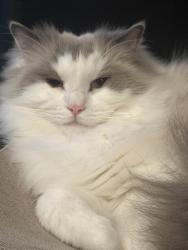Lost Male Cat last seen 88th St. and Glenwood, Kansas City, MO 64157
