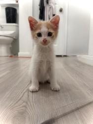 Shelter Stray Male Cat last seen Bexar County, New Braunfels, TX 78130
