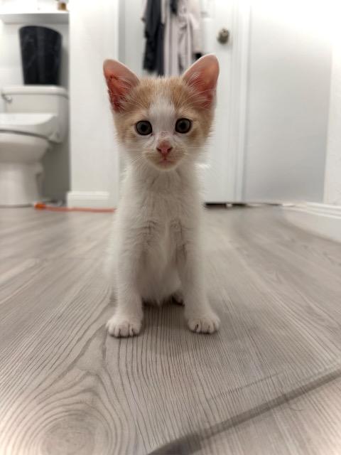 Shelter Stray Male Cat last seen Bexar County, New Braunfels, TX 78130