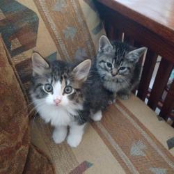 Shelter Stray Female Cat last seen Bexar County, New Braunfels, TX 78130