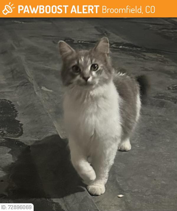 Found/Stray Female Cat last seen W 136th and Stuart Ct, Broomfield, CO 80020