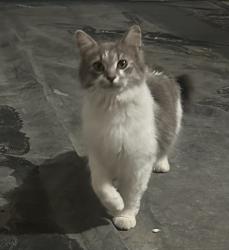 Found/Stray Female Cat last seen W 136th and Stuart Ct, Broomfield, CO 80020