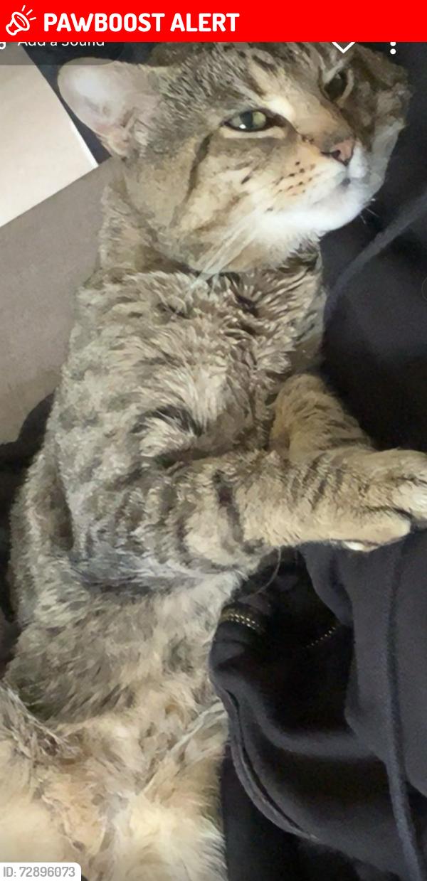 Lost Male Cat last seen Gatley , Gatley, England SK8 4HT