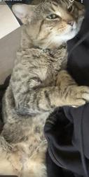 Lost Male Cat last seen Gatley , Gatley, England SK8 4HT
