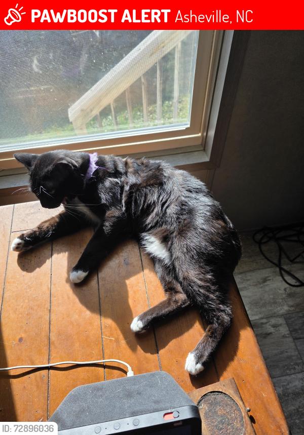 Lost Male Cat last seen Fastbreak store if u turn left out of race path way, Asheville, NC 28806