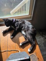 Lost Male Cat last seen Fastbreak store if u turn left out of race path way, Asheville, NC 28806