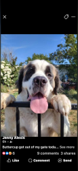 Reunited Female Dog last seen Thomas dr and Floral Dr Nirth Highlands, North Highlands, CA 95660