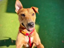 Shelter Stray Male Dog last seen , Orlando, FL 32839