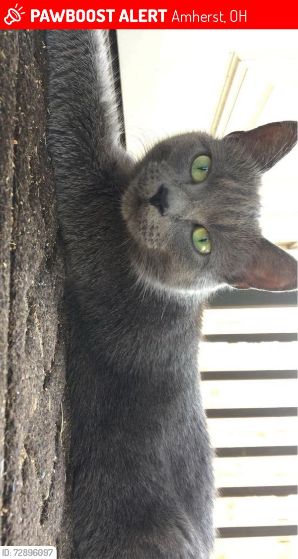 Lost Female Cat last seen minerva st. town hall, Amherst, OH 44001